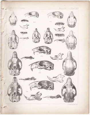 Squirrels

(Oregon ground squirrel, Gray squirrel, etc.)